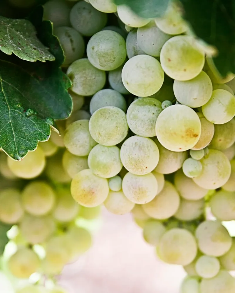 Racimo de uvas en la planta