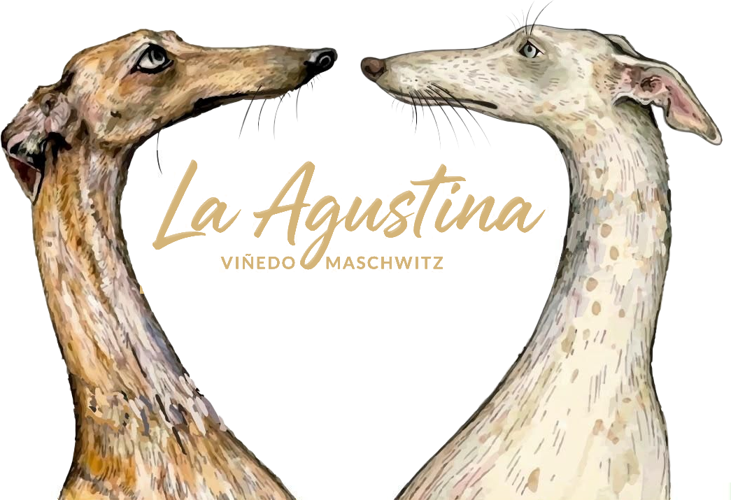 La Agustina — Viñedo Maschwitz